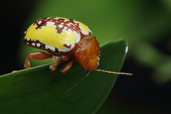 Podontia congregata