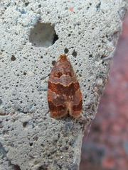 Clepsis listerana