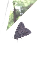 Catocala antinympha