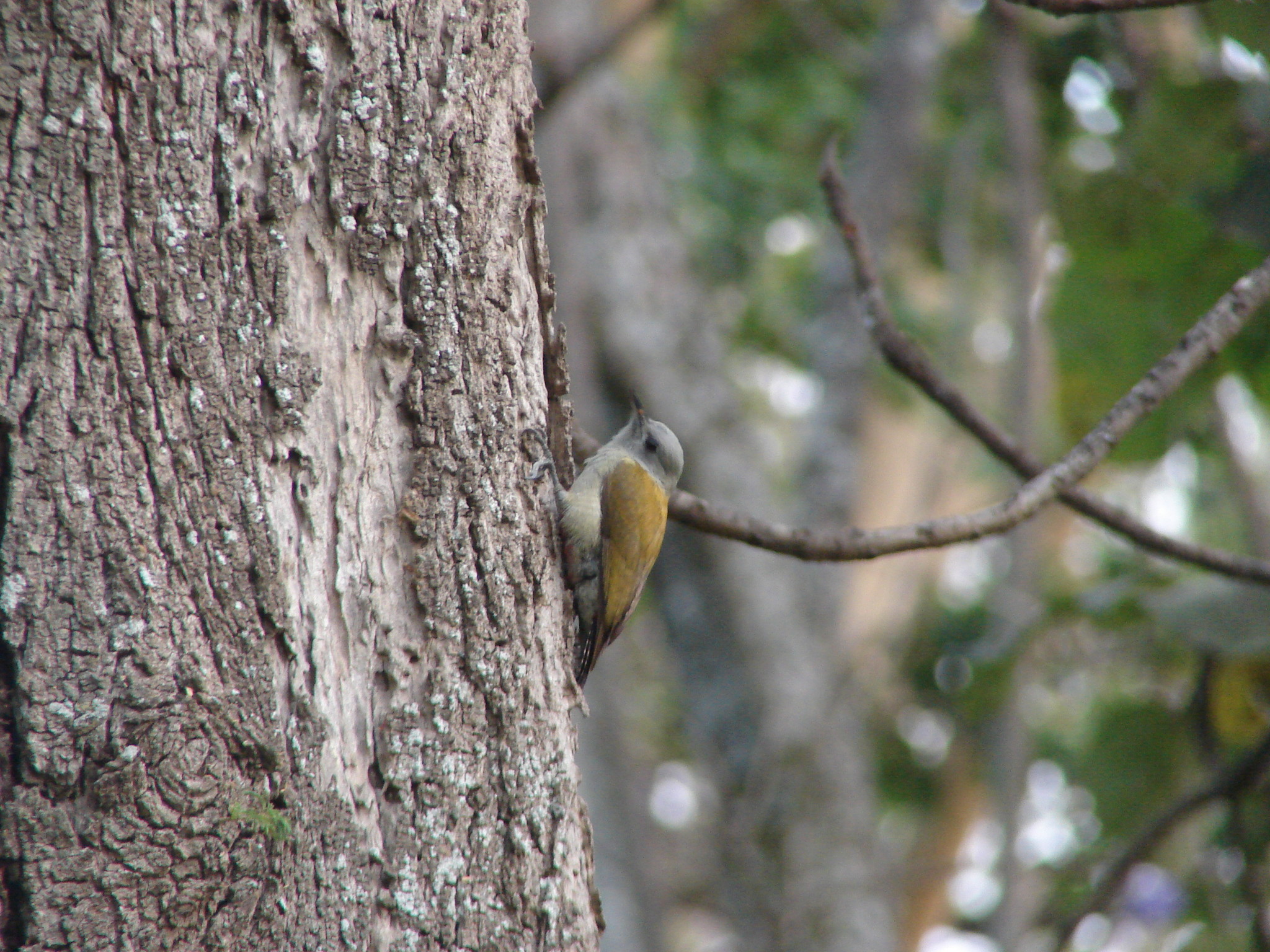 Eastern Grey Woodpecker