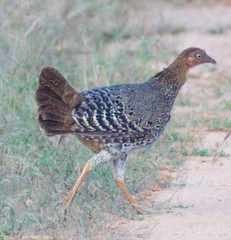 Gallus lafayettii