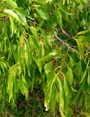 Celtis laevigata