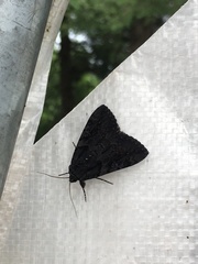 Catocala antinympha