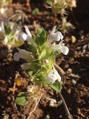 Acanthomintha obovata cordata