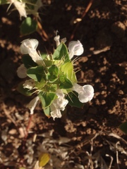Acanthomintha obovata cordata
