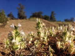 Acanthomintha obovata cordata