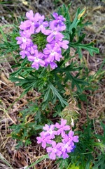 Glandularia bipinnatifida