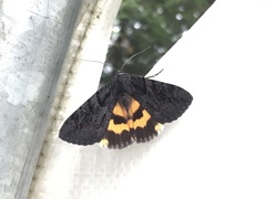 Catocala antinympha