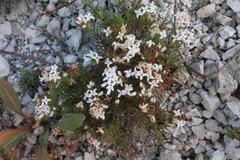 Asperula tephrocarpa