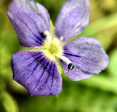Veronica filiformis