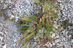 Gypsophila altissima