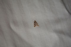 Aglossa costiferalis