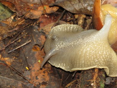 Megalobulimus oblongus