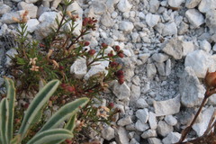 Asperula tephrocarpa