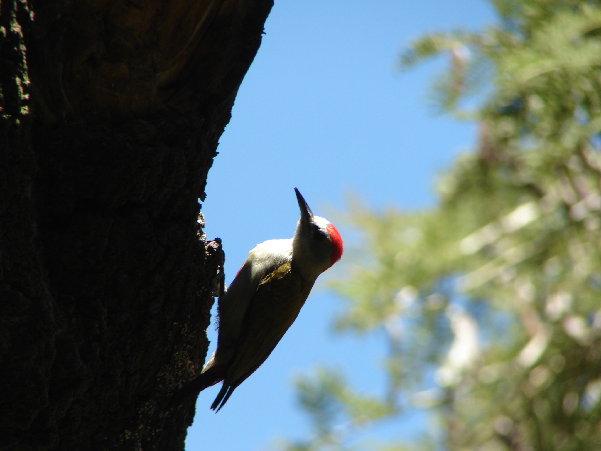 Eastern Grey Woodpecker