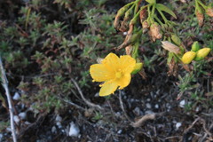 Hypericum elegans