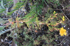 Hypericum elegans