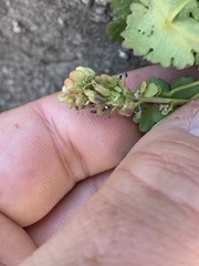 Veronica ranunculina