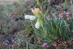 Onosma tanaitica
