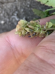 Veronica ranunculina