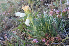 Onosma tanaitica