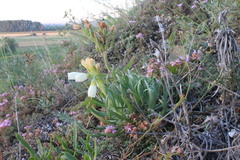 Onosma tanaitica