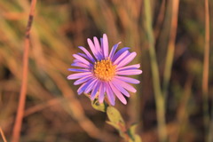 Aster amellus bessarabicus