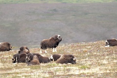 Ovibos moschatus