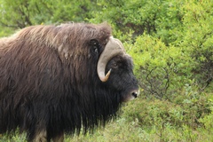 Ovibos moschatus