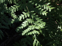 Histiopteris