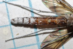 Keroplatus