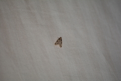 Aglossa costiferalis