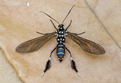 Horama plumipes