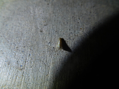 Scaphytopius elegans