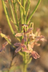 Matthiola fragrans