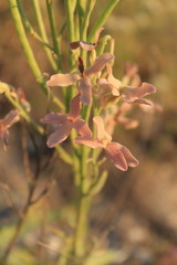 Matthiola fragrans