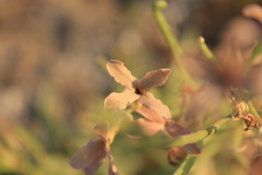 Matthiola fragrans