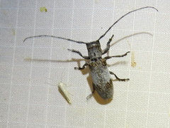 Oncideres cingulata