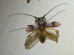 Oncideres cingulata
