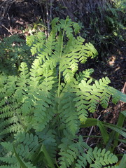 Histiopteris