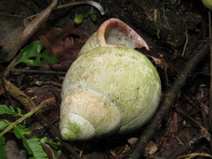 Megalobulimus oblongus