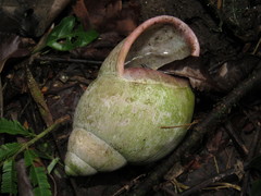 Megalobulimus oblongus