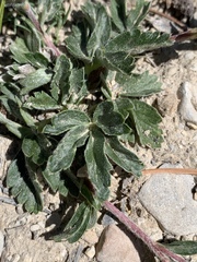 Potentilla concinna proxima