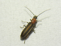 Oxycopis mimetica