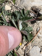 Potentilla concinna proxima