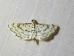 Hileithia rehamalis