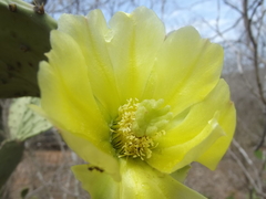 Opuntia wilcoxii