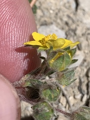 Potentilla concinna proxima