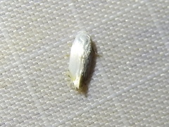Opostegidae