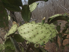 Opuntia wilcoxii